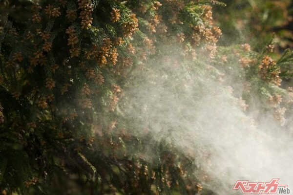 2026年のスギ花粉は予報では2月上旬であったが、結果的には中旬からの飛来となった(miiko@Adobe Stock)