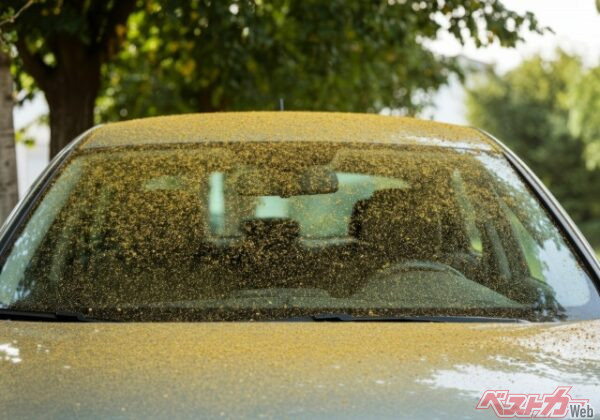 花粉は雨などで水分を含むと、ペクチンという成分を分泌して粘り気を持つ。このペクチンが塗装面に固着し、そのまま長期間放置すると花粉ジミや腐食の原因になる（Dina@Adobestock）