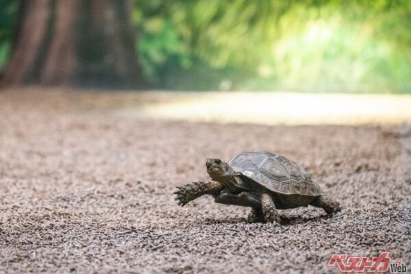 「もう一度教習所行け!」と叫ぶ前に、我が身を振り返って考えよう(gooutsight@AdobeStock)