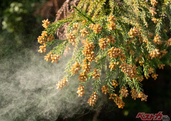 スギやヒノキの花粉は例年3月~5月に飛散。黄砂は3~5月に偏西風に乗って襲来する(tomiyama@AdobeStock)