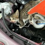 「猫バンバン」だけじゃ足りない!?　6月に急増するエンジンルーム猫トラブルの理由
