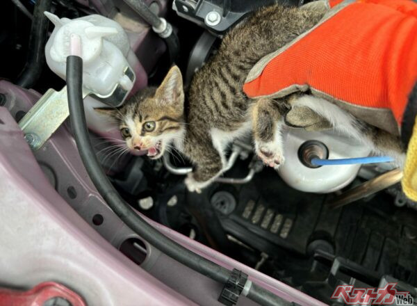 「猫バンバン」だけじゃ足りない!?　6月に急増するエンジンルーム猫トラブルの理由