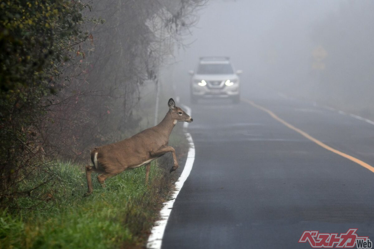 シカを避けようとした急ハンドルは、路外への逸脱や対向車との衝突につながるおそれがある（PHOTO：Adobe Stock_Carol Hamilton）