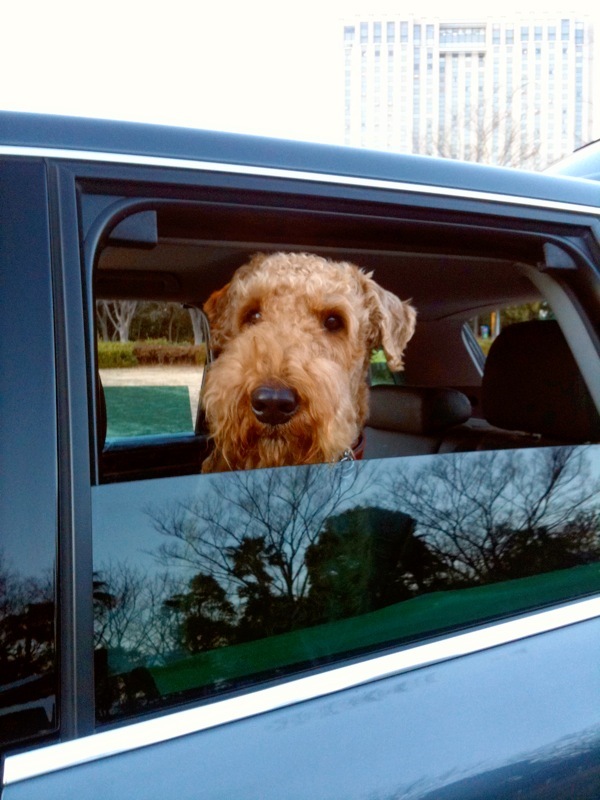 愛犬とドライブを楽しむためのクルマ酔い対策 自動車情報誌 ベストカー