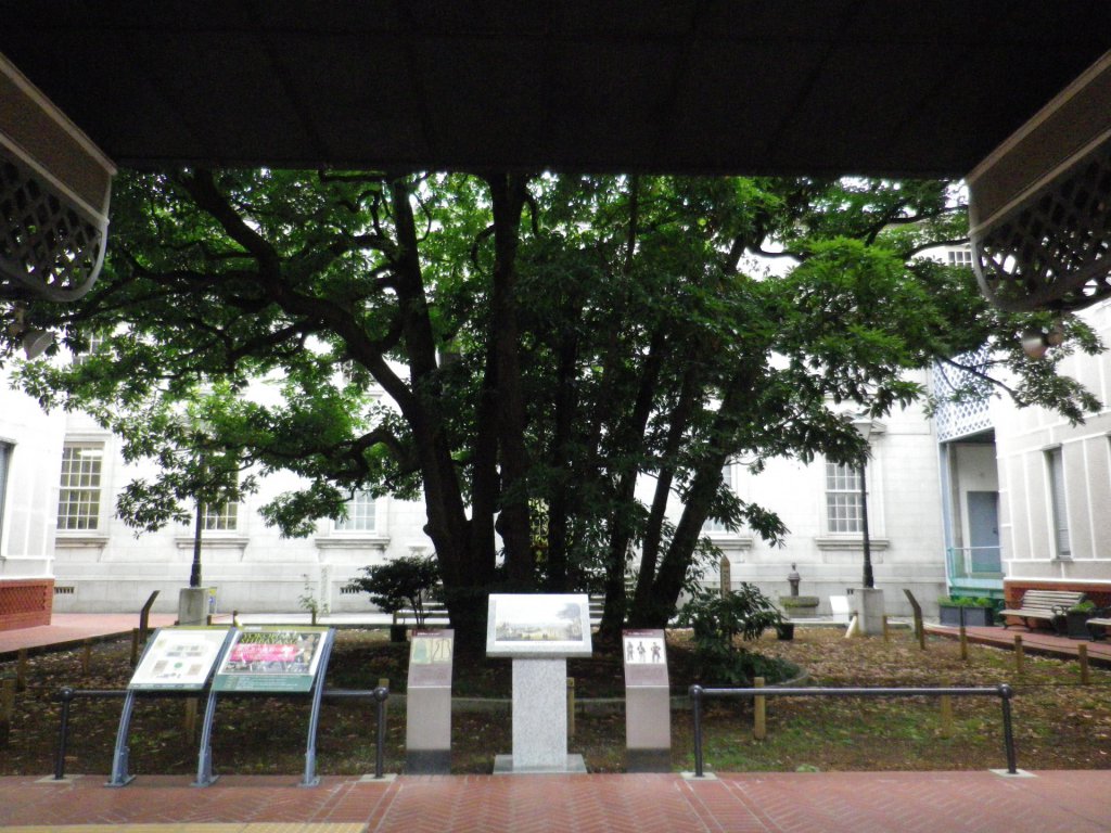 横浜開港記念館の中庭に立つ横浜市のシンボル「たまくすの木」