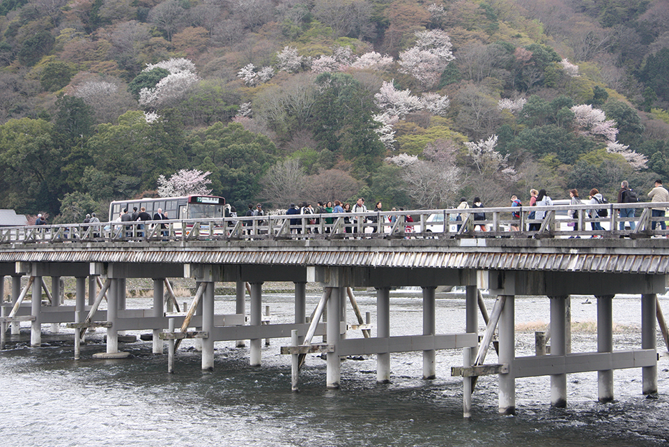 山桜をバックに渡月橋を渡る京都駅前行き。嵐山・嵯峨野地区は2014（平成26）年に均一運賃区間に編入され、観光客の利便性が向上した