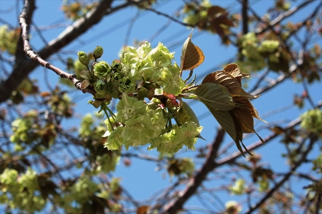 緑色の花を咲かせる桜「御衣黄」（記者撮影）