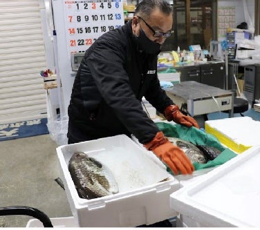 函館の今朝どれ鮮魚を梱包