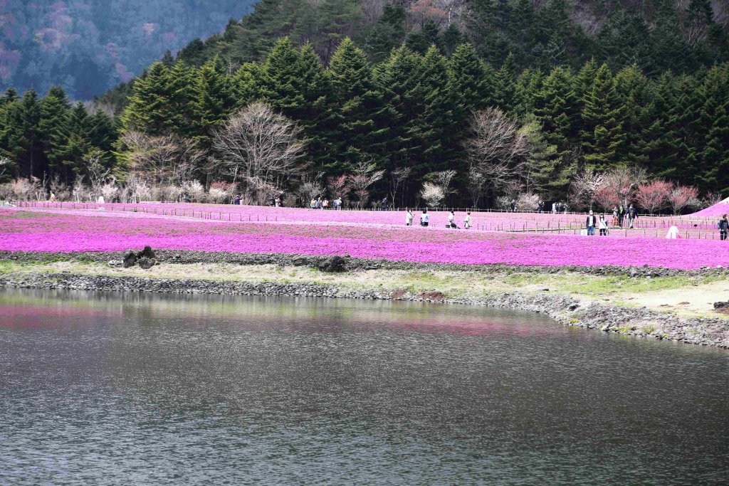 GW観光はここに決定!!　芝桜が一面に広がる「富士芝桜まつり」に富士急バスで行く