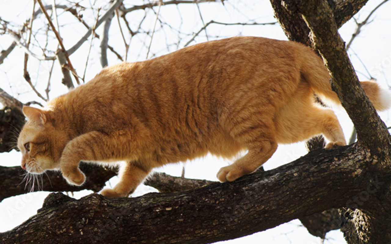 珍品　猫のバス停　長襦袢　１枚 のれん 猫シリーズ 幅85×丈150cm 歌川国芳 猫づくし ねこもよう