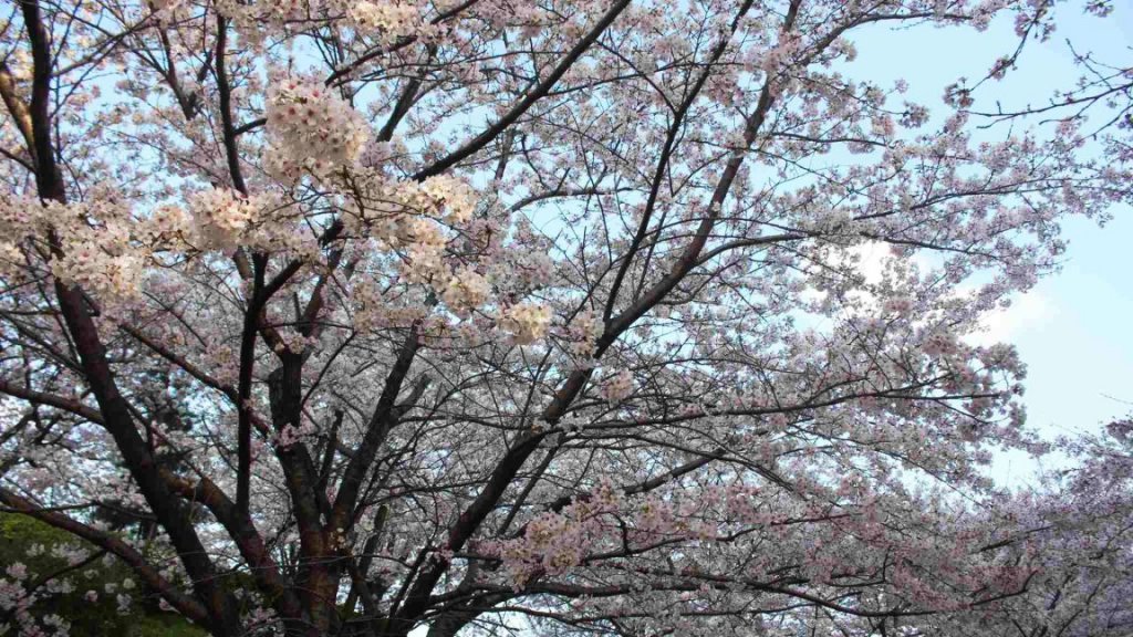 江戸川区で桜見るならバスが最適!?　「小松川千本桜」が超絶絶景だった
