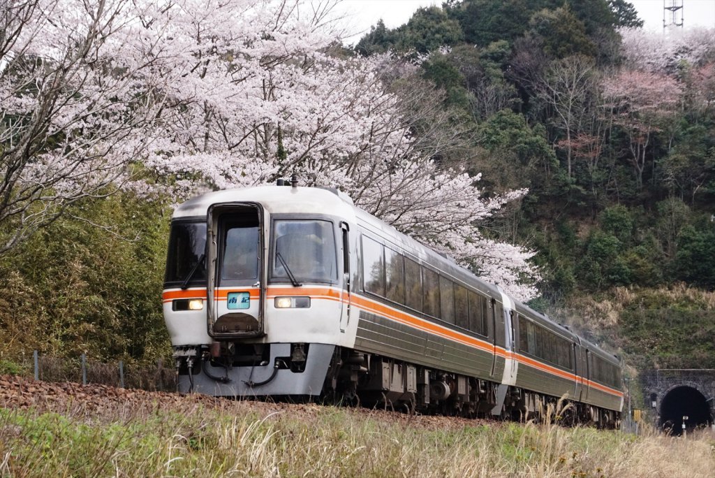 撮り鉄も桜は欠かせない？（JR東海キハ85系）