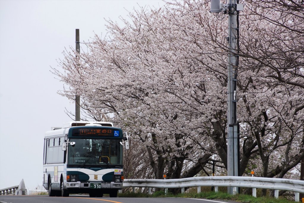 桜並木を通過する三重交通のバス