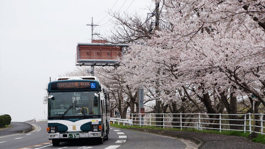 来年はこんな撮りバスを……桜の中の三重交通バスがキマリすぎた!!