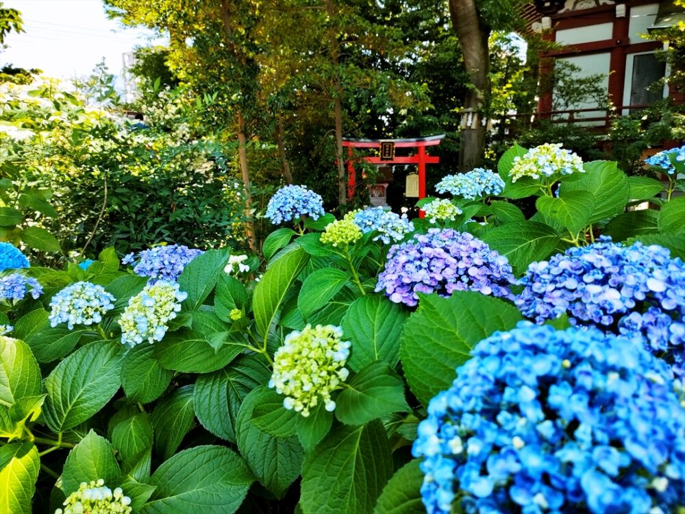 川越八幡宮の参道にはアジサイが咲き誇っていた