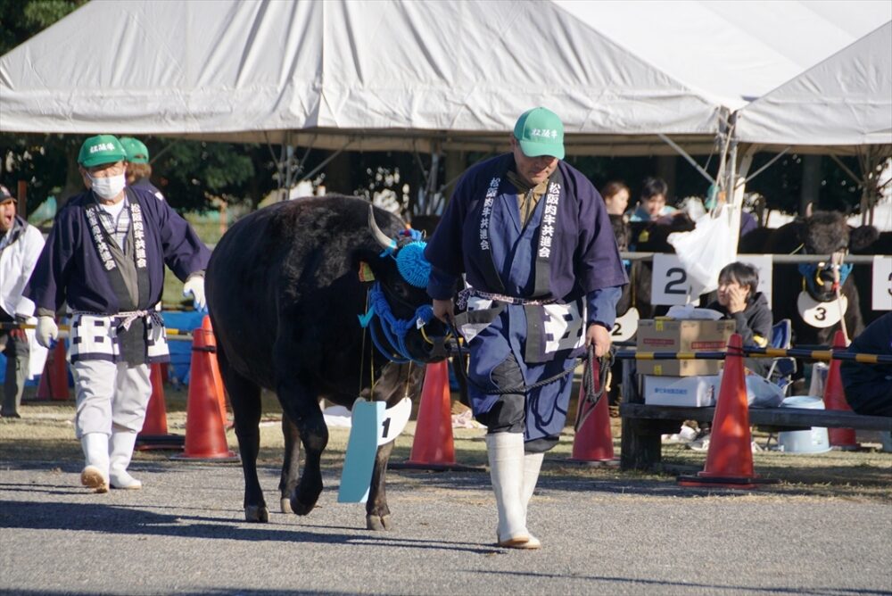 生きた高級肉牛を見る機会はほとんどない