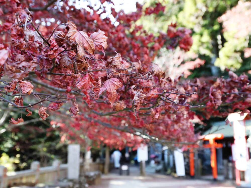 自然散策も神社参拝の楽しみ