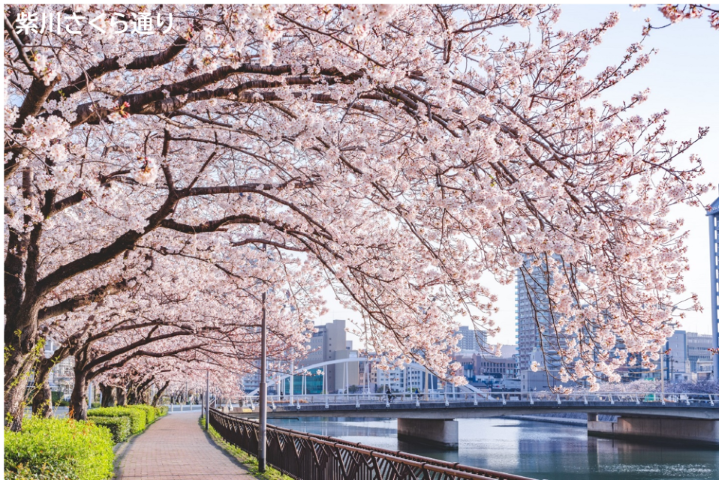 小倉北区の紫川