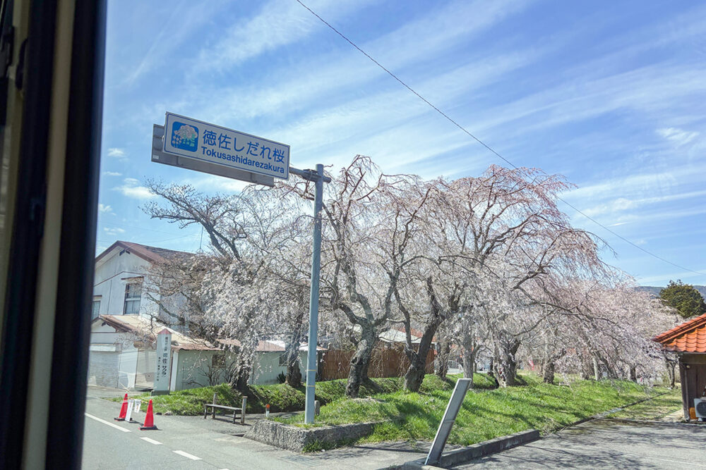 春の景勝地を防長バスが通り抜ける