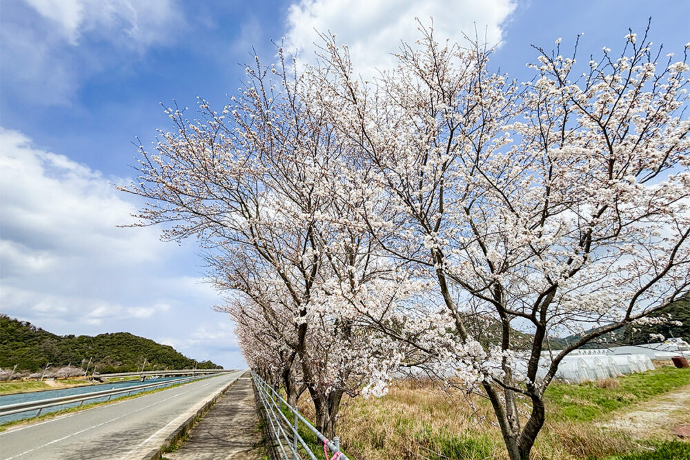 道の駅のすぐ近くに桜並木。この道をまっすぐ進んで橋のところで左折すると日帰り温泉施設に行ける