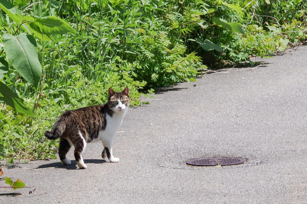 ダイタイバスこっち