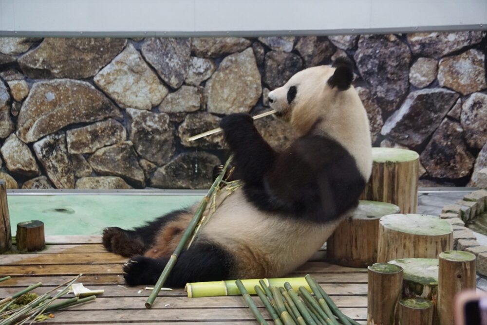 竹は栄養価が低いので相当量を食べるパンダ