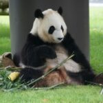 【パンダの写真多数】アドベンチャーワールドのパンダを見る乗客を波動輸送する明光バスが実に尊かった!!