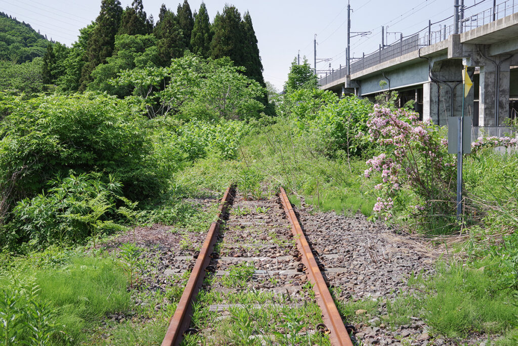 2025年5月現在の津軽線不通区間。自然の力強い成長がレールを隠しつつある