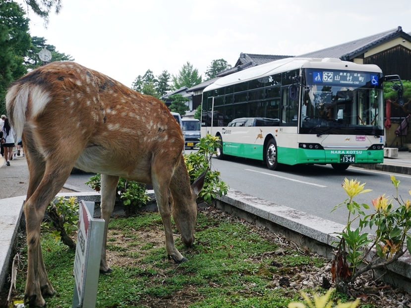 シカは公園内だけにいるわけではない
