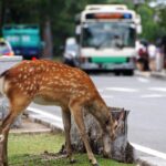 奈良の散策には涼しいバス「シカ」ないってマジ？　道路は御鹿様優先なので!!