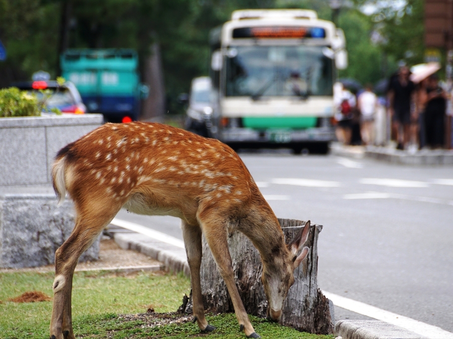 奈良の散策には涼しいバス「シカ」ないってマジ？　道路は御鹿様優先なので!!