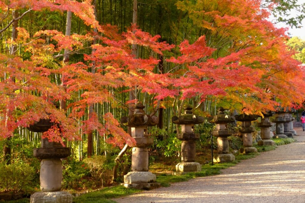 能仁寺参道(11月下旬頃)