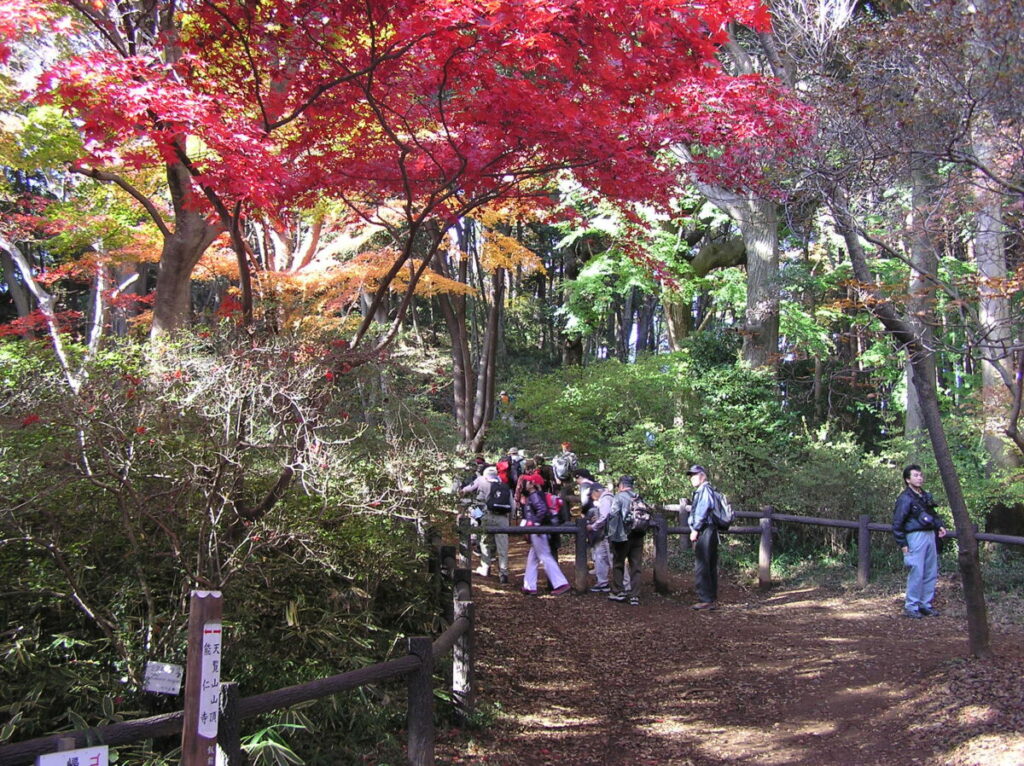 天覧山(11月下旬頃)