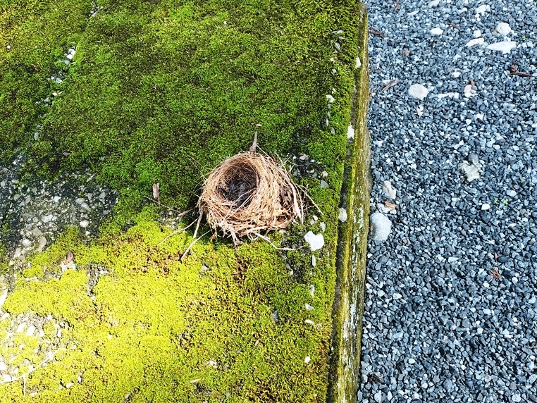 人の手が届く高さと位置に放棄された鳥の巣が手つかずで残されていた