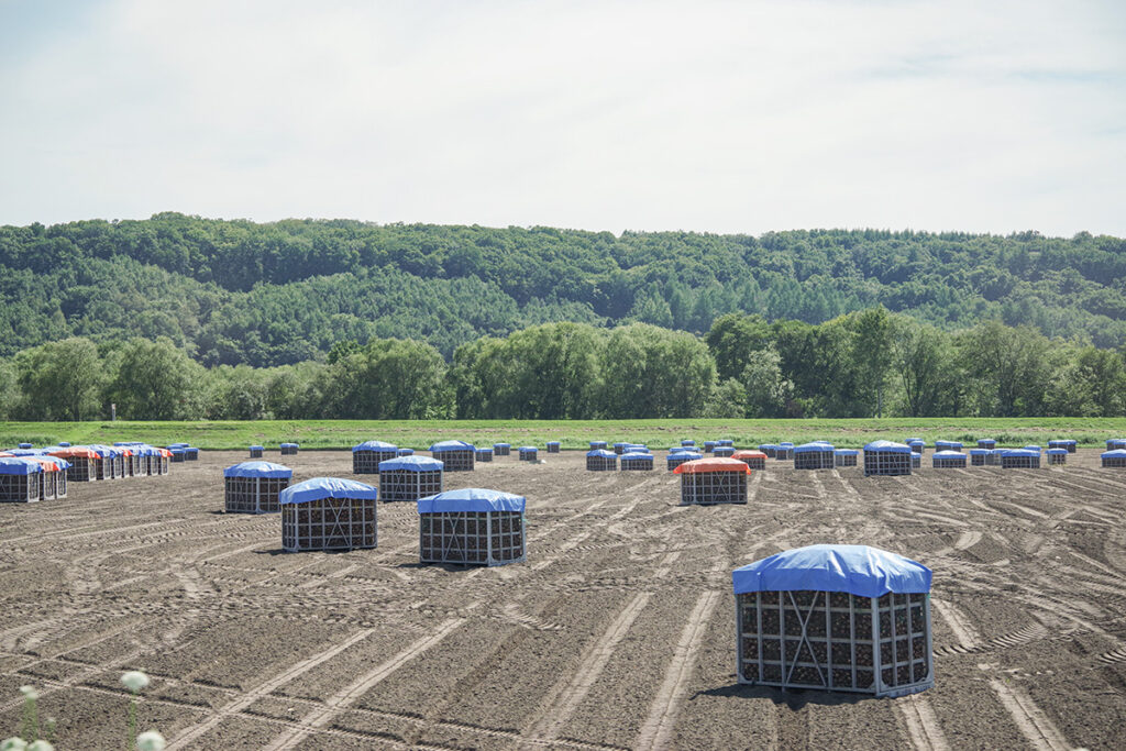 タマネギの収穫時期に見られる珍景