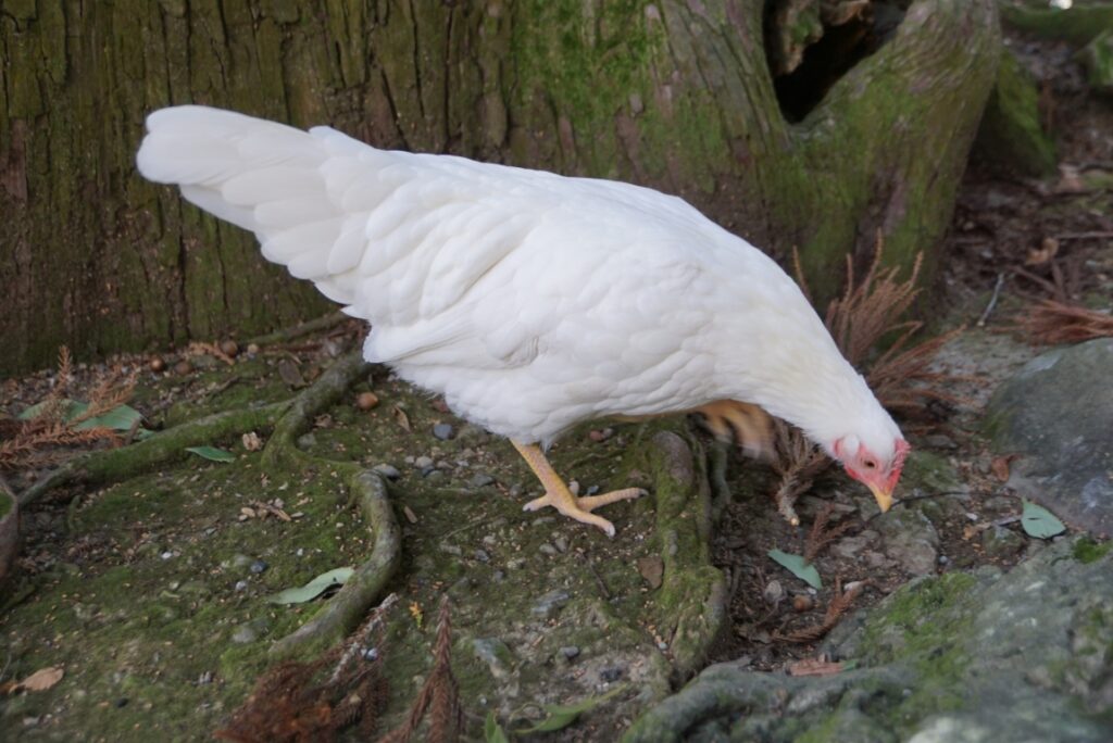 鶏は神宮の神使なので追いかけてはいけないが強いので逆に追いかけられないように注意
