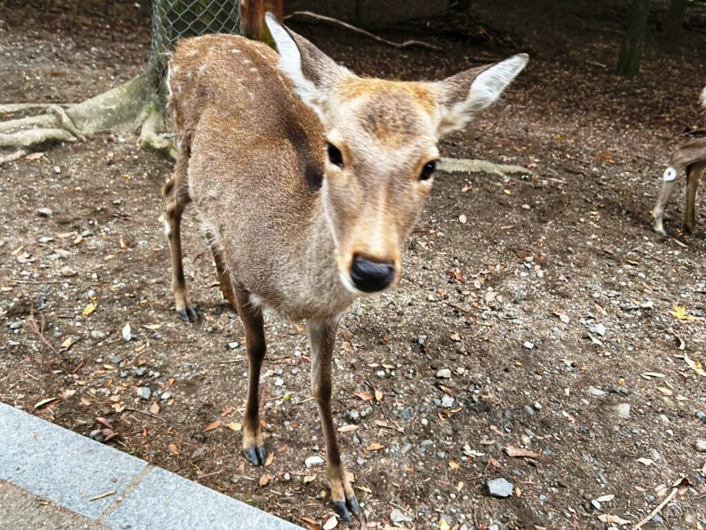 奈良公園の鹿もバスガイドも生きとし生けるものは何らかの温度を持っている！