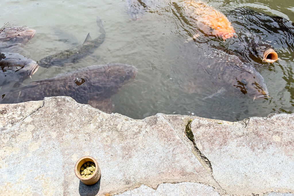 自分のことより鯉のランチを優先