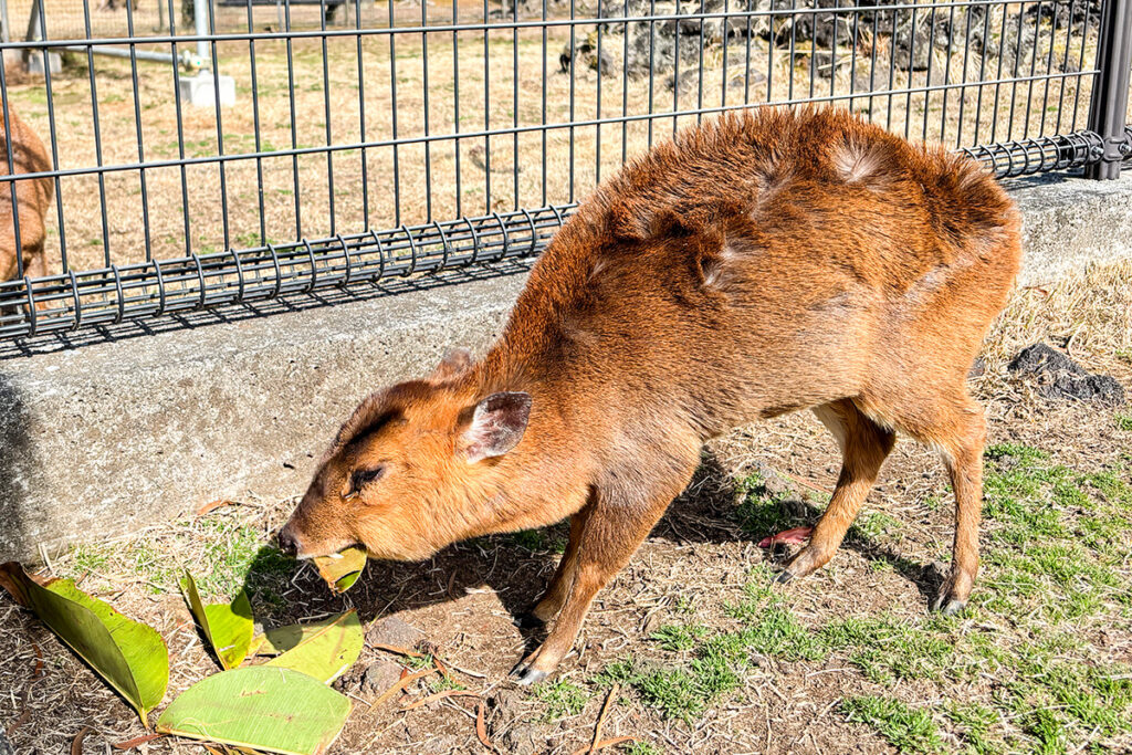 キョンさん観察もまた楽しからずや
