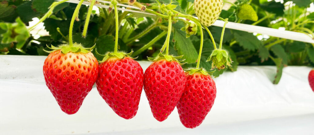 ファーストクラスのいちご