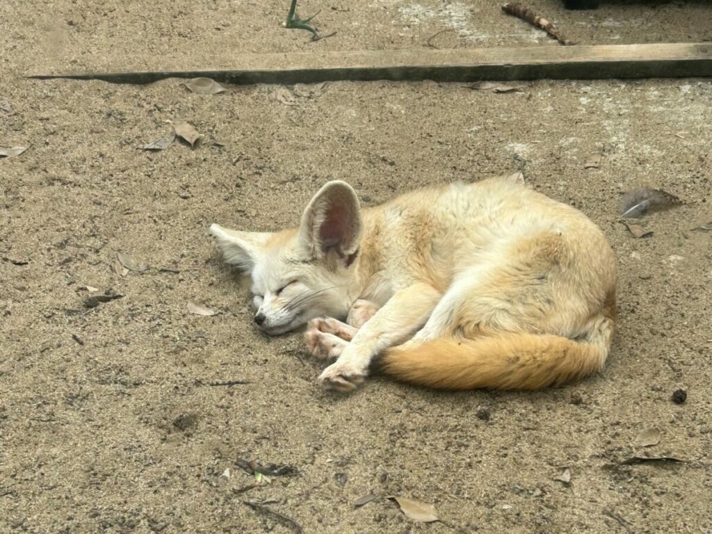 あくまでも仮眠だ!