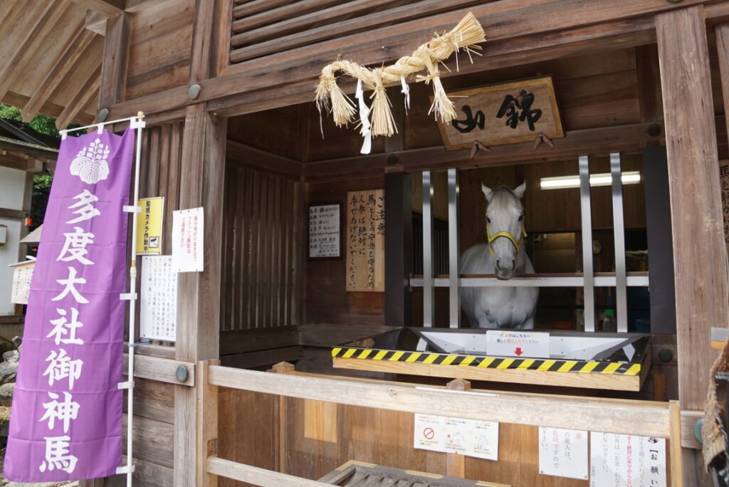 運が良かったので神馬とご対面！
