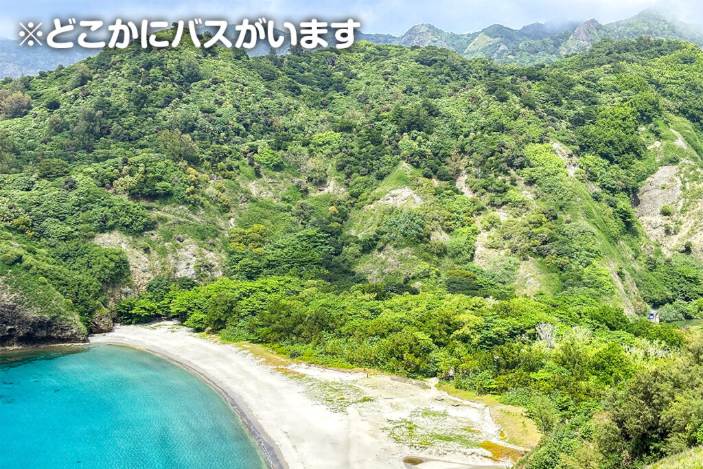 コメ粒大で抜群の充実度だと!?　小笠原で楽しめる“撮りバス”超スポット!!