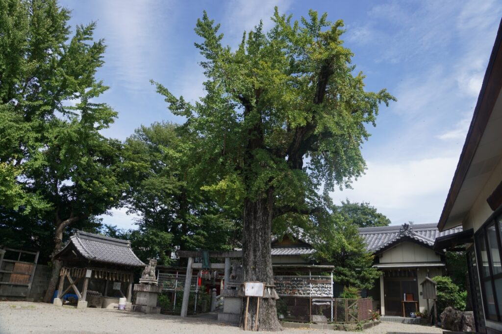 戦時中に街を守った御神木