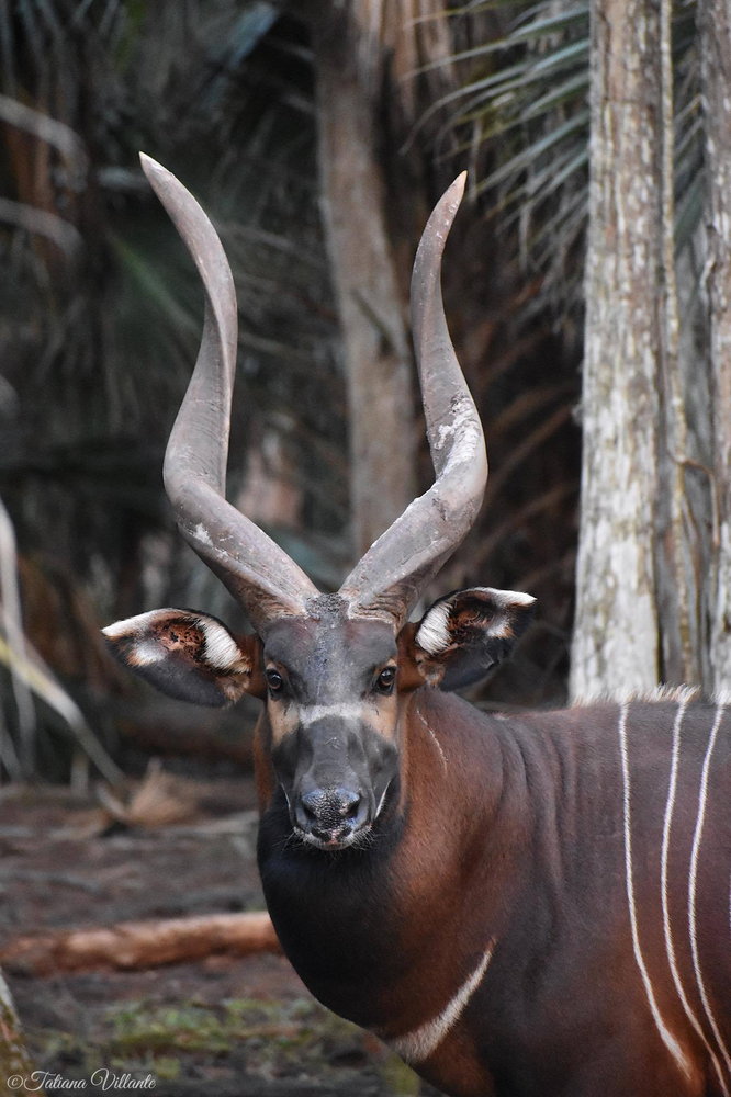 世界に100頭の珍獣からシューマッハのサインまで!? DHLが「2025年の最も変わった積荷」を発表!