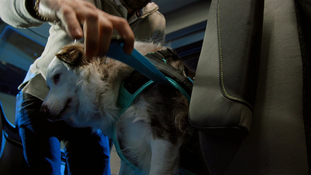 「もふもふ」がトラック業界を救う!?　ボルボが史上初めて大型トラックの「ペット安全性試験」を実施！