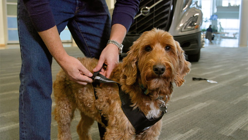 「もふもふ」がトラック業界を救う!?　ボルボが史上初めて大型トラックの「ペット安全性試験」を実施！