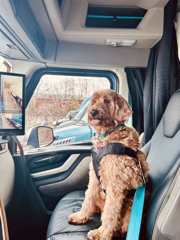 「もふもふ」がトラック業界を救う!?　ボルボが史上初めて大型トラックの「ペット安全性試験」を実施！