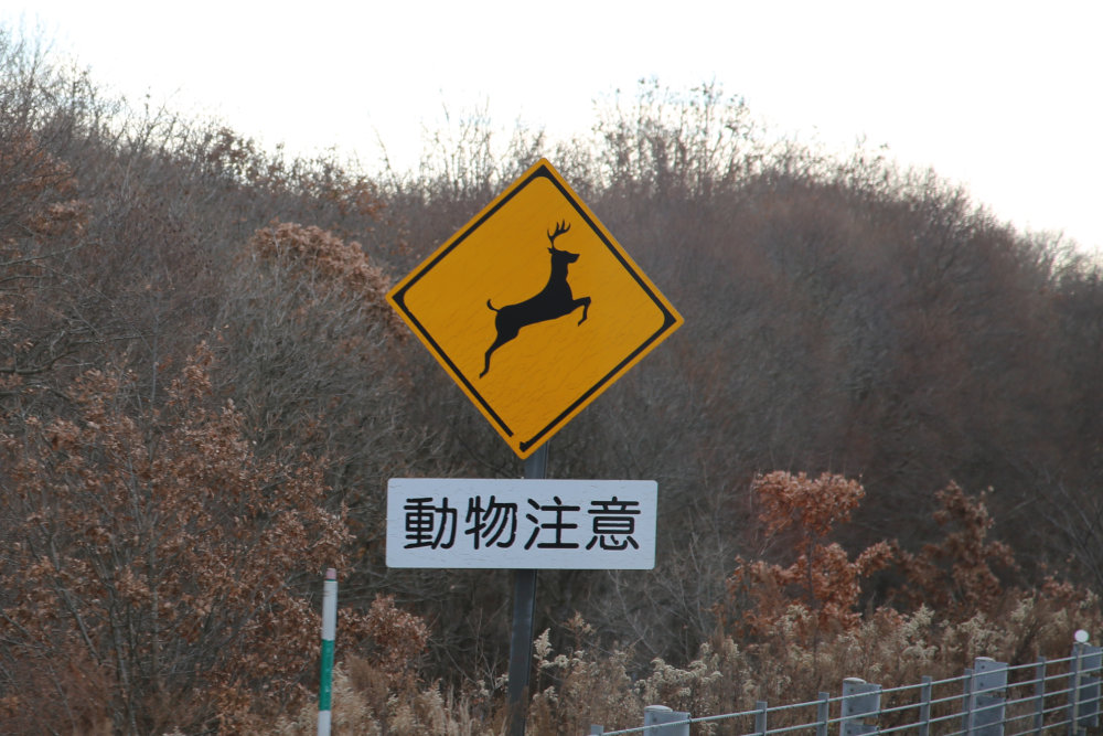 トラックドライバーが目撃!! 道路で遭遇したヤバい奴【飛び出し編】